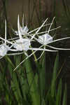 Godfreyi's spider-lily